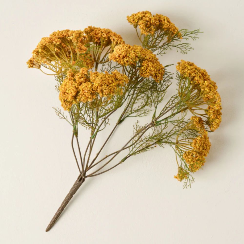 Yellow Queen Anne Lace Bush