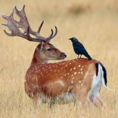 The tale of the buck and the bird: jackdaws pluck ticks, lice and fur from fallow deer.