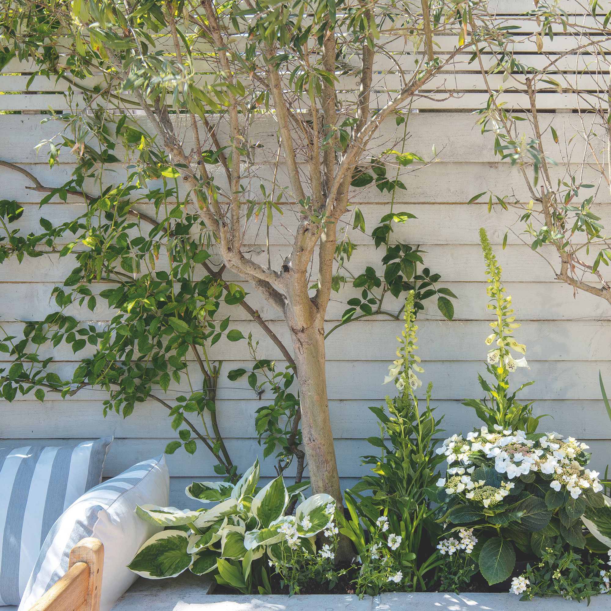 multi-stem olive trees in garden