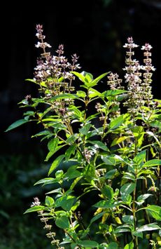 Basil Plant