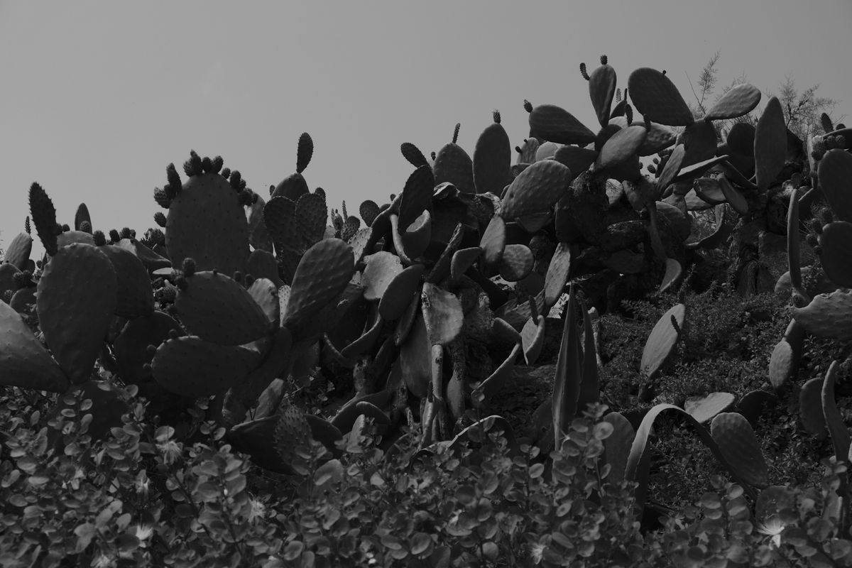 Black and white photo of cactus and sunny sky