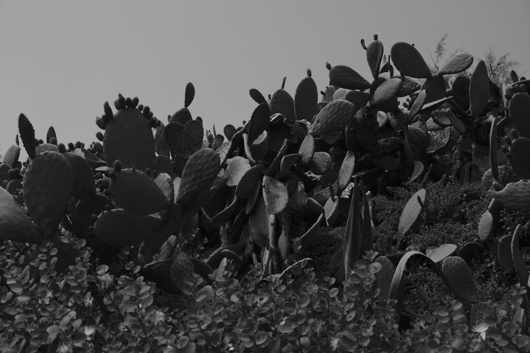 Black and white photo of cactus and sunny sky