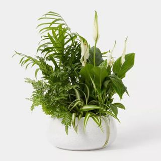 Foliage planter 