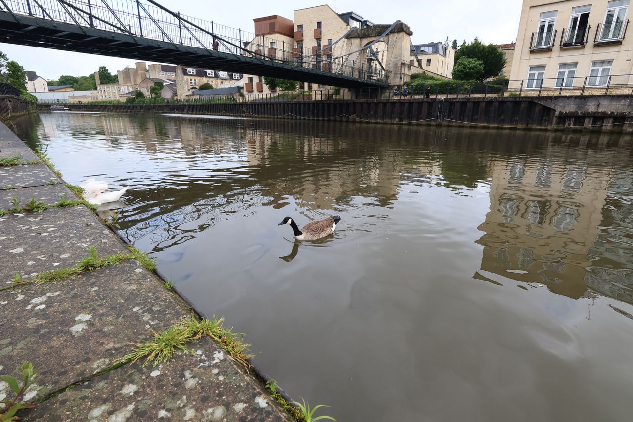 A goose swimming in the River Avon, Bath, UK, taken on a Canon PowerShot V10 vlogging camera