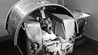 Laika space dog