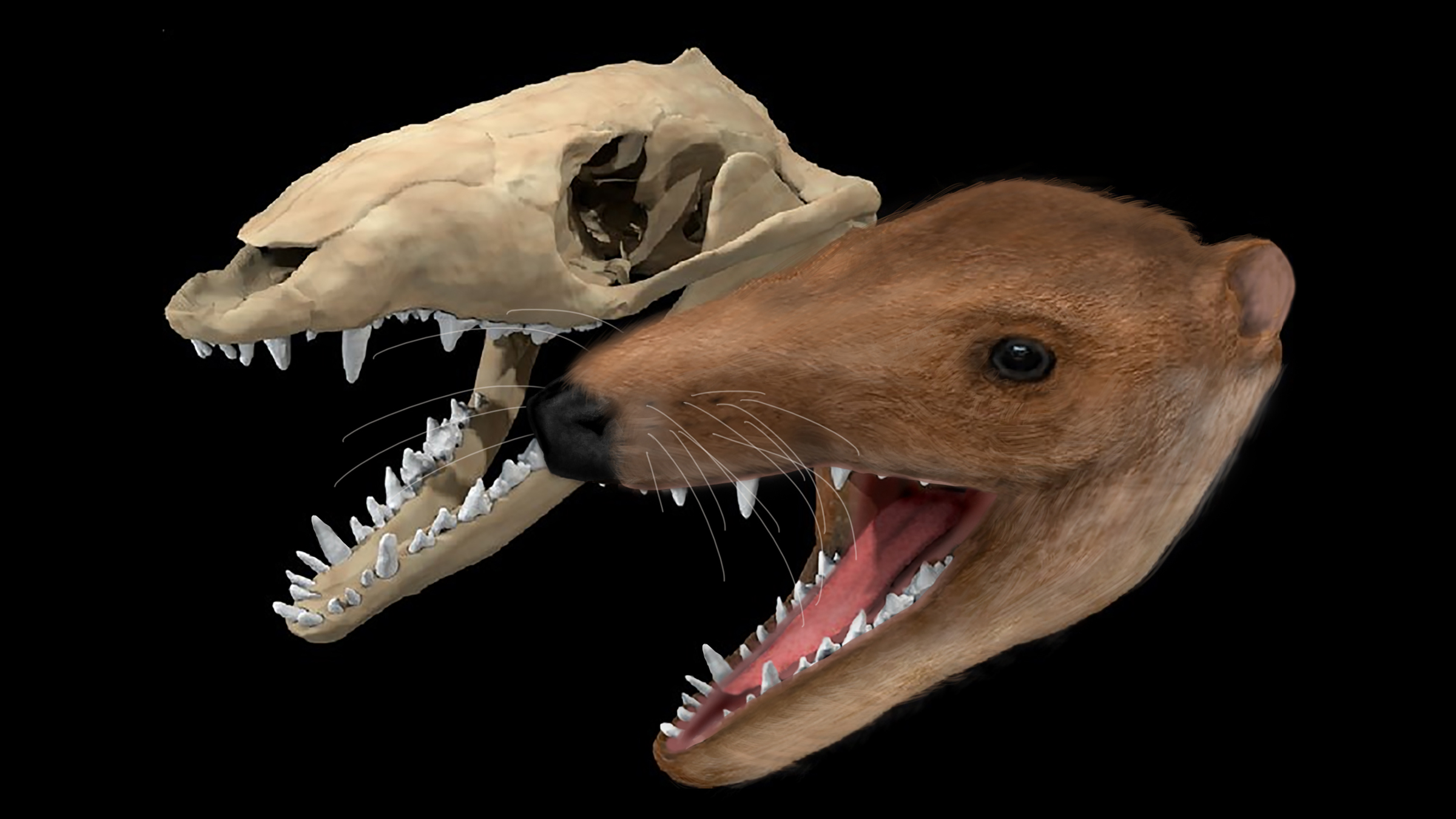An image of the skull and an illustration of Morganucodon, one of the first mammals.