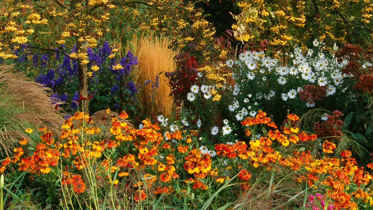 Autumn border with Sorbus &#039;Joseph&#039;s rock&#039;, Calamagrostis &#039;Karl Foerster&#039;, Helenium &#039;Sahins early flowerer&#039;, and Chrysanthemum uliginosum -