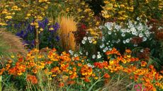 Autumn border with Sorbus 'Joseph's rock', Calamagrostis 'Karl Foerster', Helenium 'Sahins early flowerer', and Chrysanthemum uliginosum -