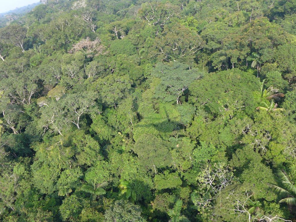 How Many Types of Trees Grow in the Amazon? (Hint It's A LOT) Live