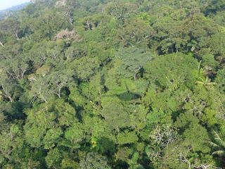 How Many Types Of Trees Grow In The Amazon Hint It S A Lot Live Science