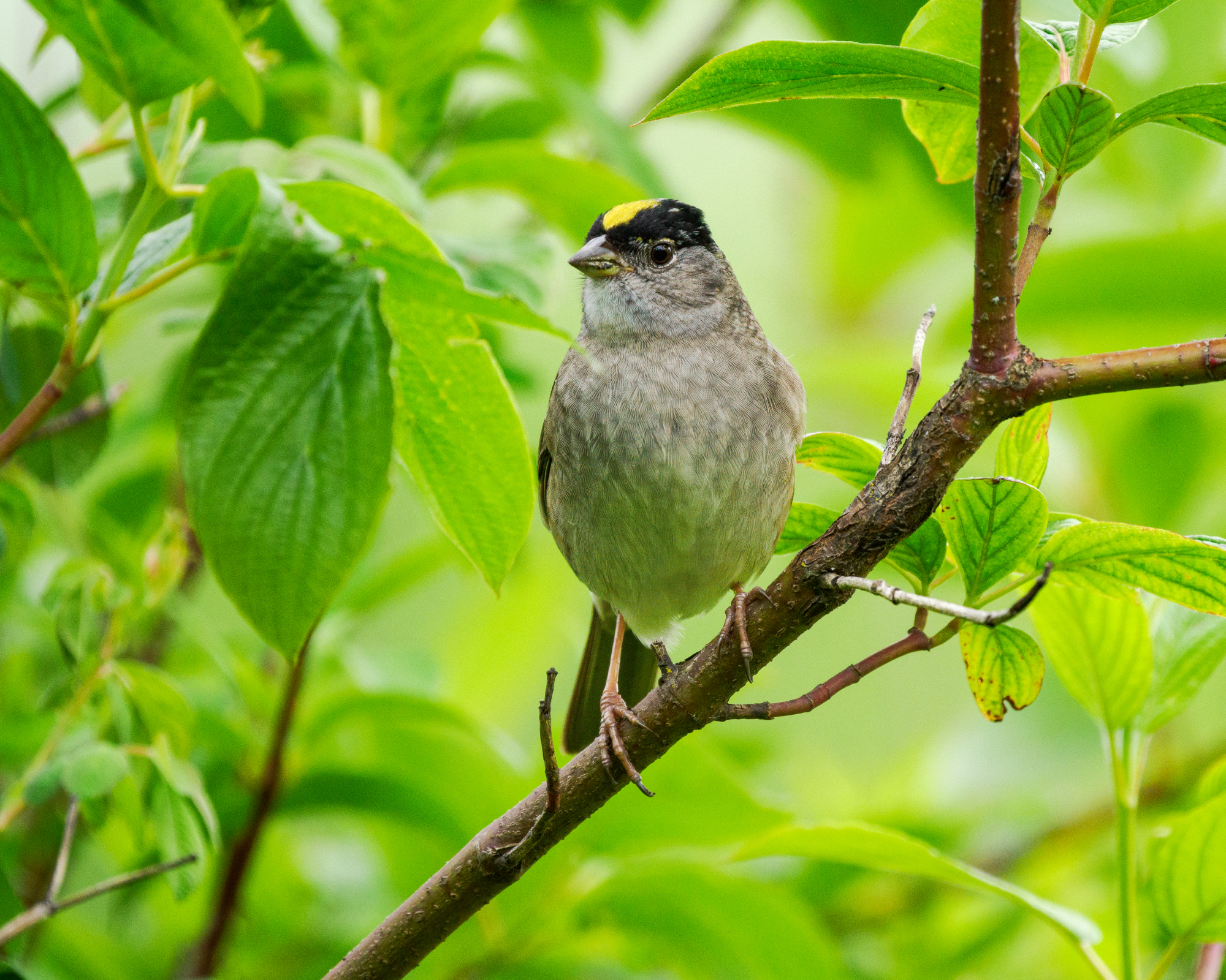 Gold crowned sparrow on branch