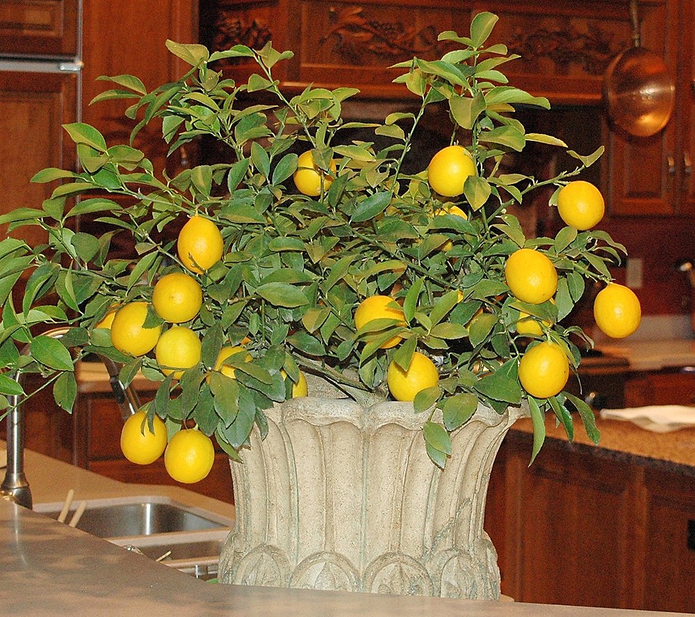 Roberta's 1pc Quick Fruiting Meyer Lemon Live Patio Tree