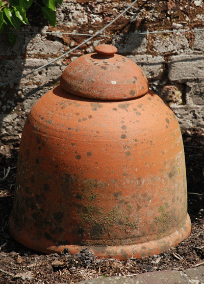 Rhubarb-forcing-pot.gif