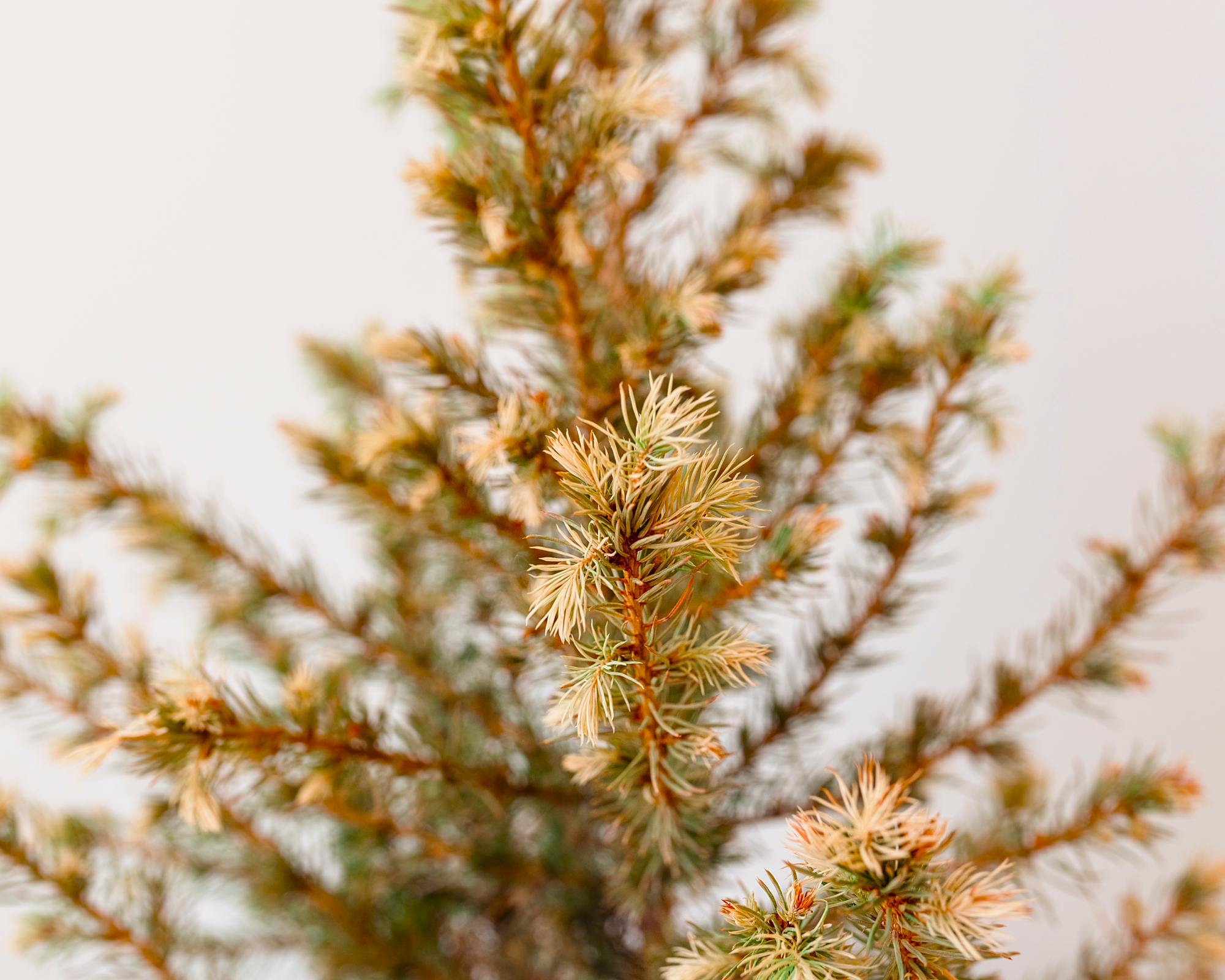 yellow christmas tree branches