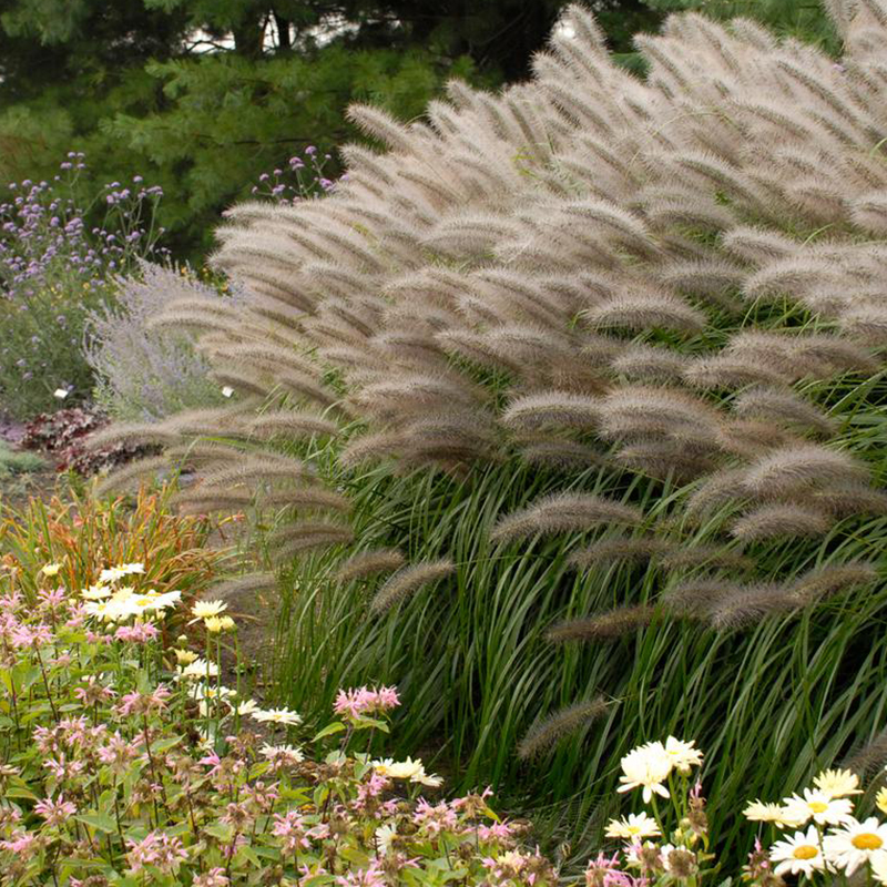 Red Head Fountain Grass