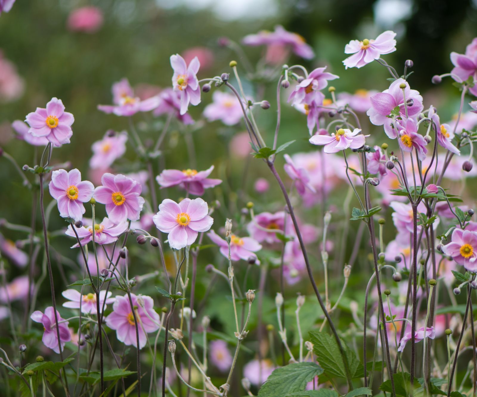 How to propagate Japanese anemones