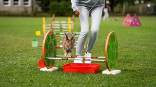 Bunny completing an obstacle course