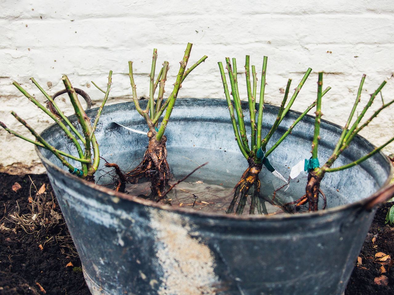 How to plant bare root roses | Livingetc