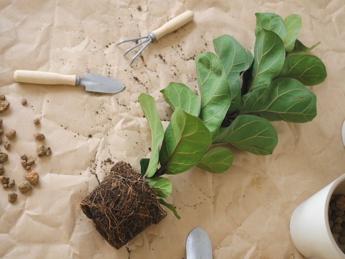 How And When To Repot Fiddle Leaf Fig Plants Gardening Know How
