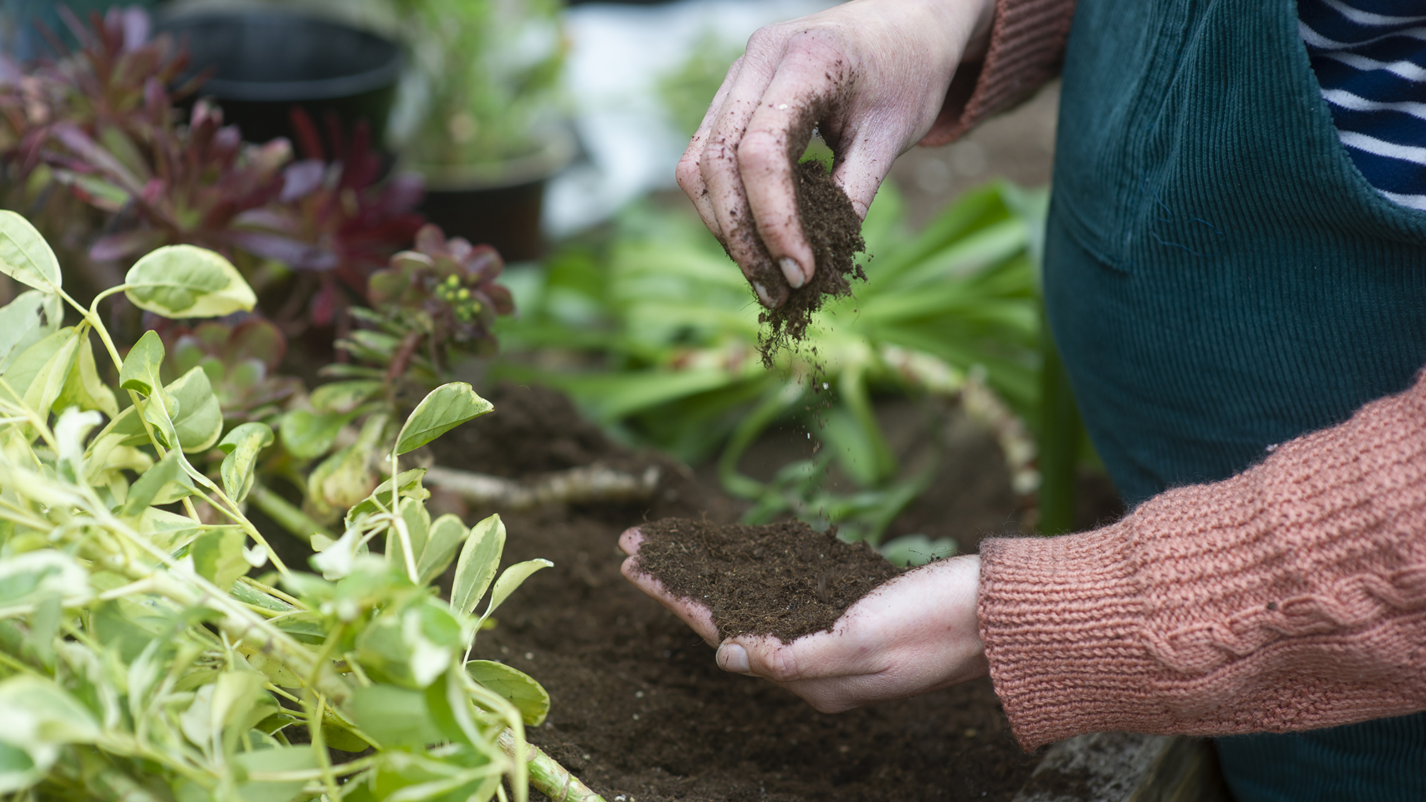 A gardener working and checking the soil, close up