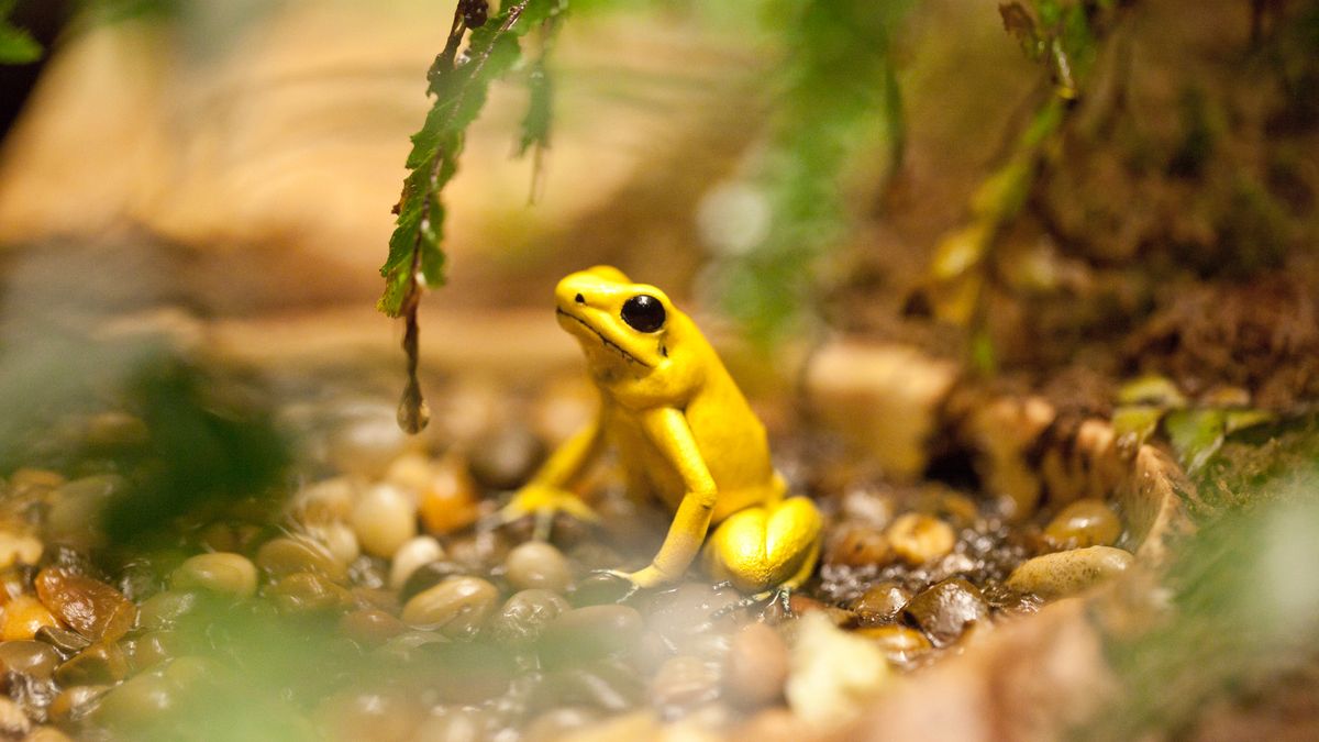 16 Poisonous Frogs That Are Beautiful but Deadly