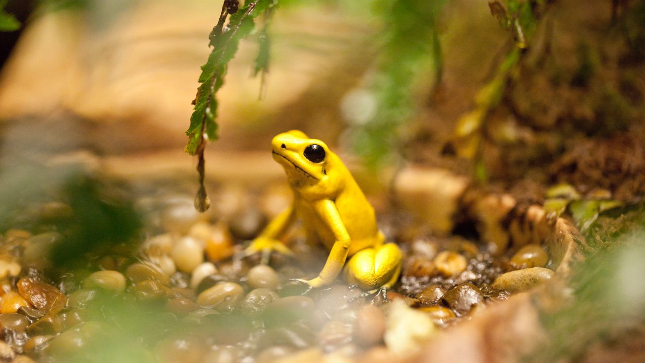 Golden poison frog