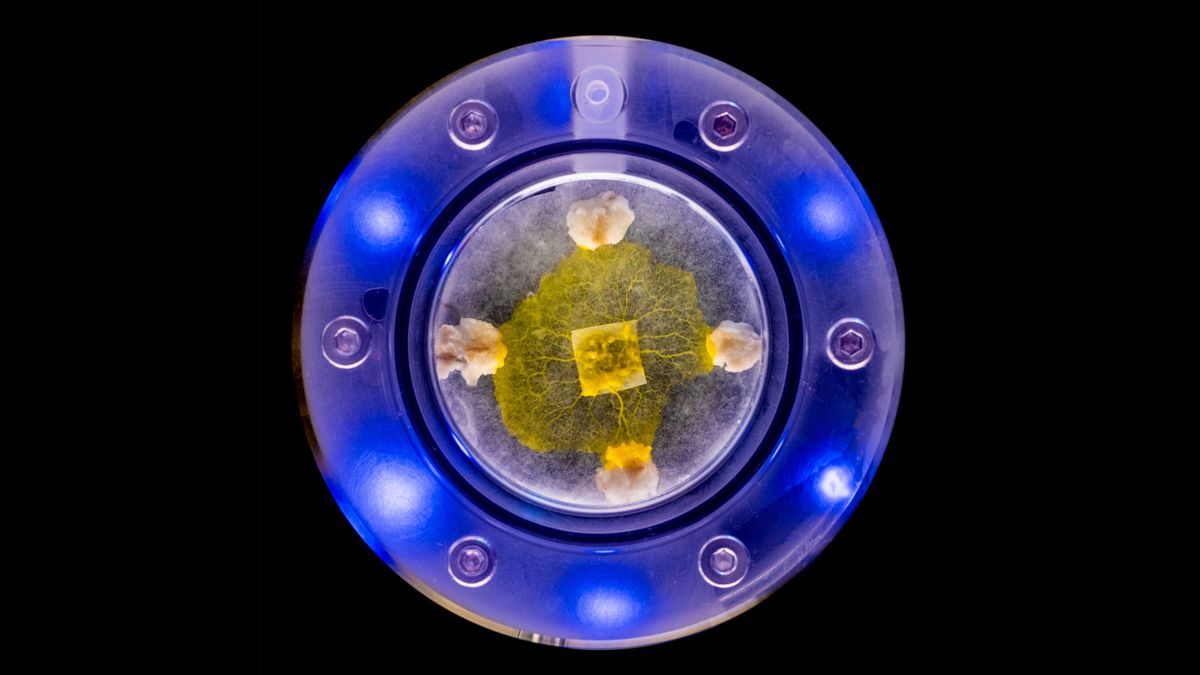 This naturally-occurring slime mold, Physarum polycephalum, is a single-cell organism that can move, feed, organize itself, and transmit knowledge to other slime molds.