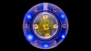 This naturally-occurring slime mold, Physarum polycephalum, is a single-cell organism that can move, feed, organize itself, and transmit knowledge to other slime molds.