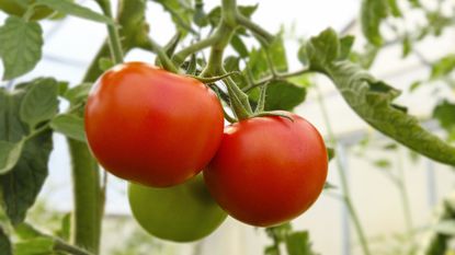 Ripe tomatoes on the plant