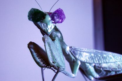 Praying mantis wearing 3D glasses