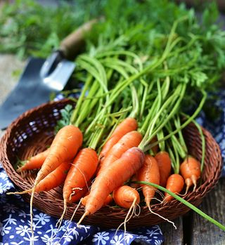 bunch of picked carrots