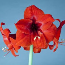 Red amaryllis flowers against a blue background