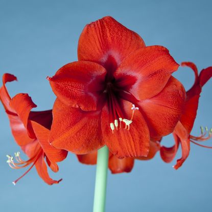 Red amaryllis flowers against a blue background