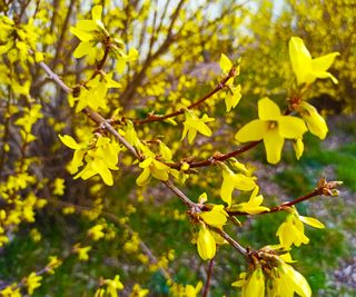 forsythia shrub in bloom