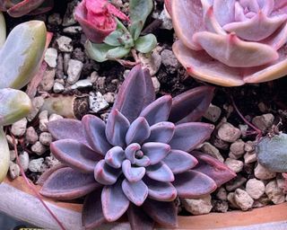 purple echeveria and others in pot