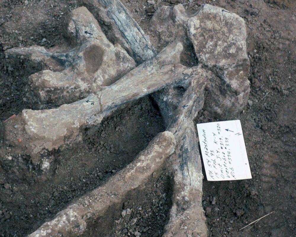 The researchers found these unbroken mastodon ribs and vertebrae, including one vertebra that had a large neural spine, also called a spinous process, at the site in San Diego, California.