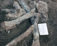 The researchers found these unbroken mastodon ribs and vertebrae, including one vertebra that had a large neural spine, also called a spinous process, at the site in San Diego, California.