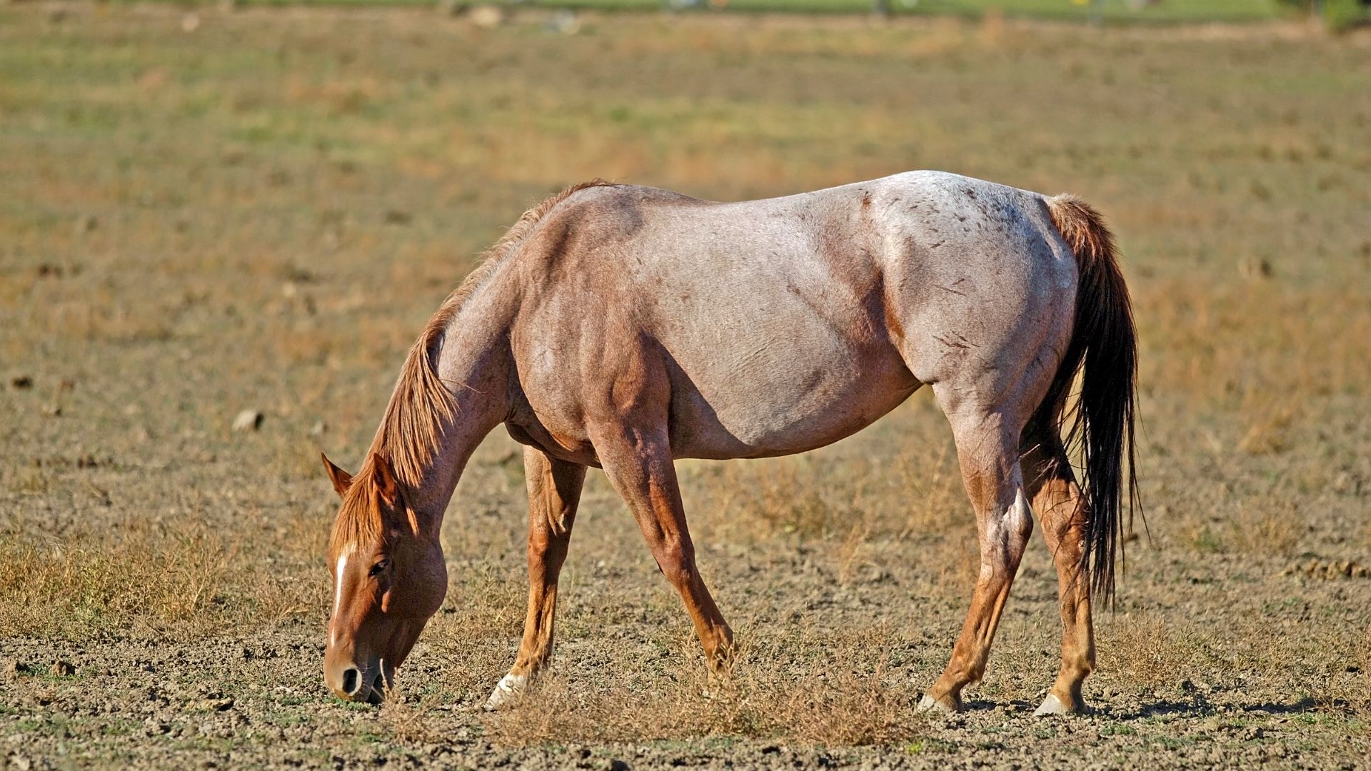red roan grazing