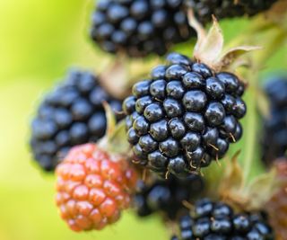 A close up of a blackberry bush with both ripe and unripe blackberries
