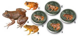 Seven new species discovered from the Western Ghats. A. Radcliffe’s night frog (Nyctibatrachus radcliffei), B. Athirappilly night frog (Nyctibatrachus athirappillyensis), C. Kadalar night frog (Nyctibatrachus webilla), D. Sabarimala night frog (Nyctibatrachus sabarimalaiI), E. Vijayan’s night frog (Nyctibatrachus pulivijayani), F. Manalar night frog (Nyctibatrachus manalari), G. Robin Moore’s night frog (Nyctibatrachus robinmoorei). [(D-G. Size of the miniature species in comparison to the Indian 5-rupee coin (24 mm diameter)].