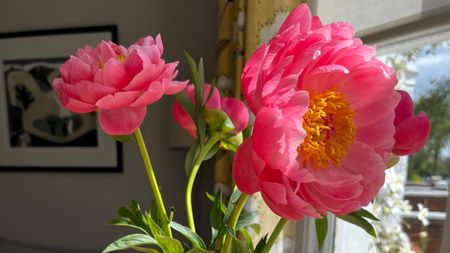 Peonies in vase
