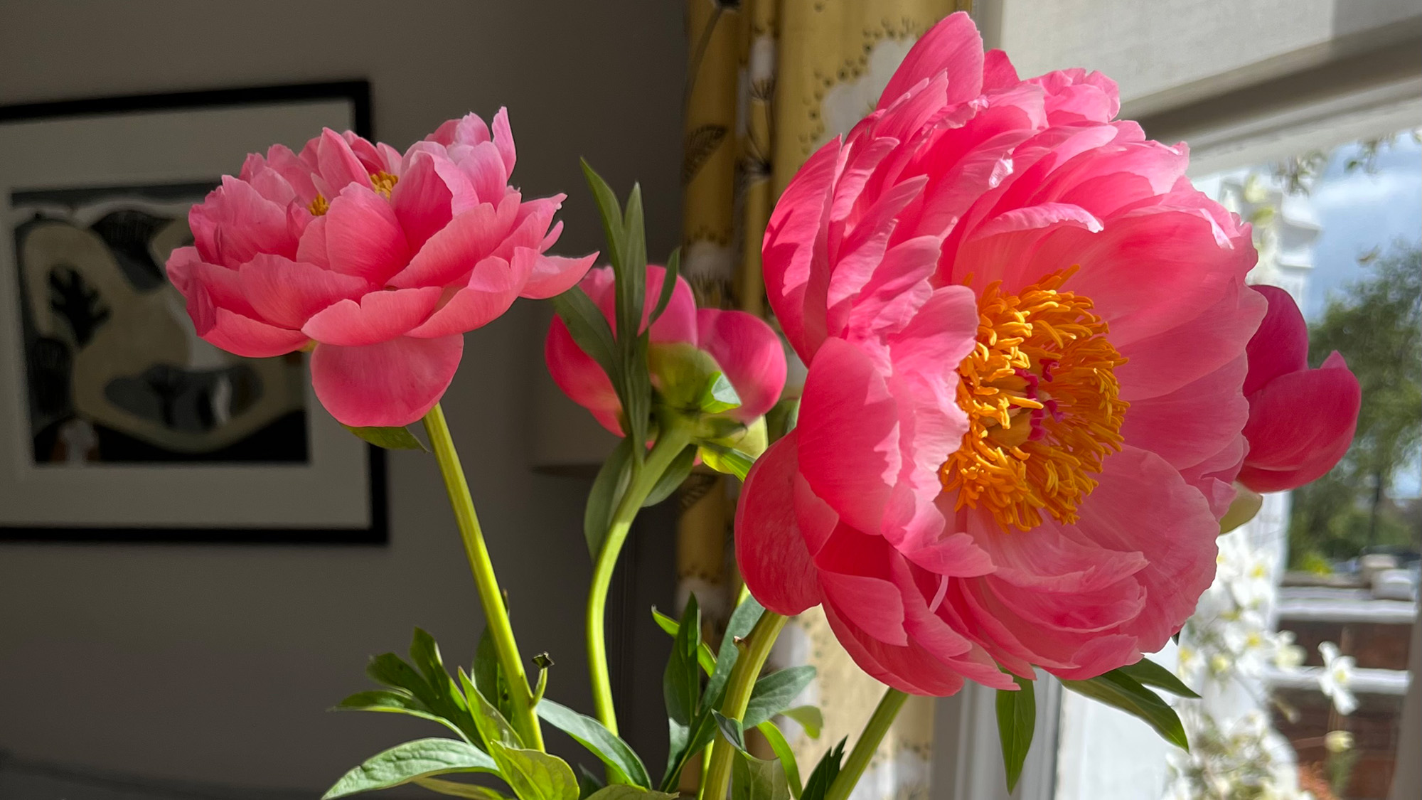 Peonies in vase