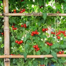 Cherry tomatoes growing on a bamboo trellis