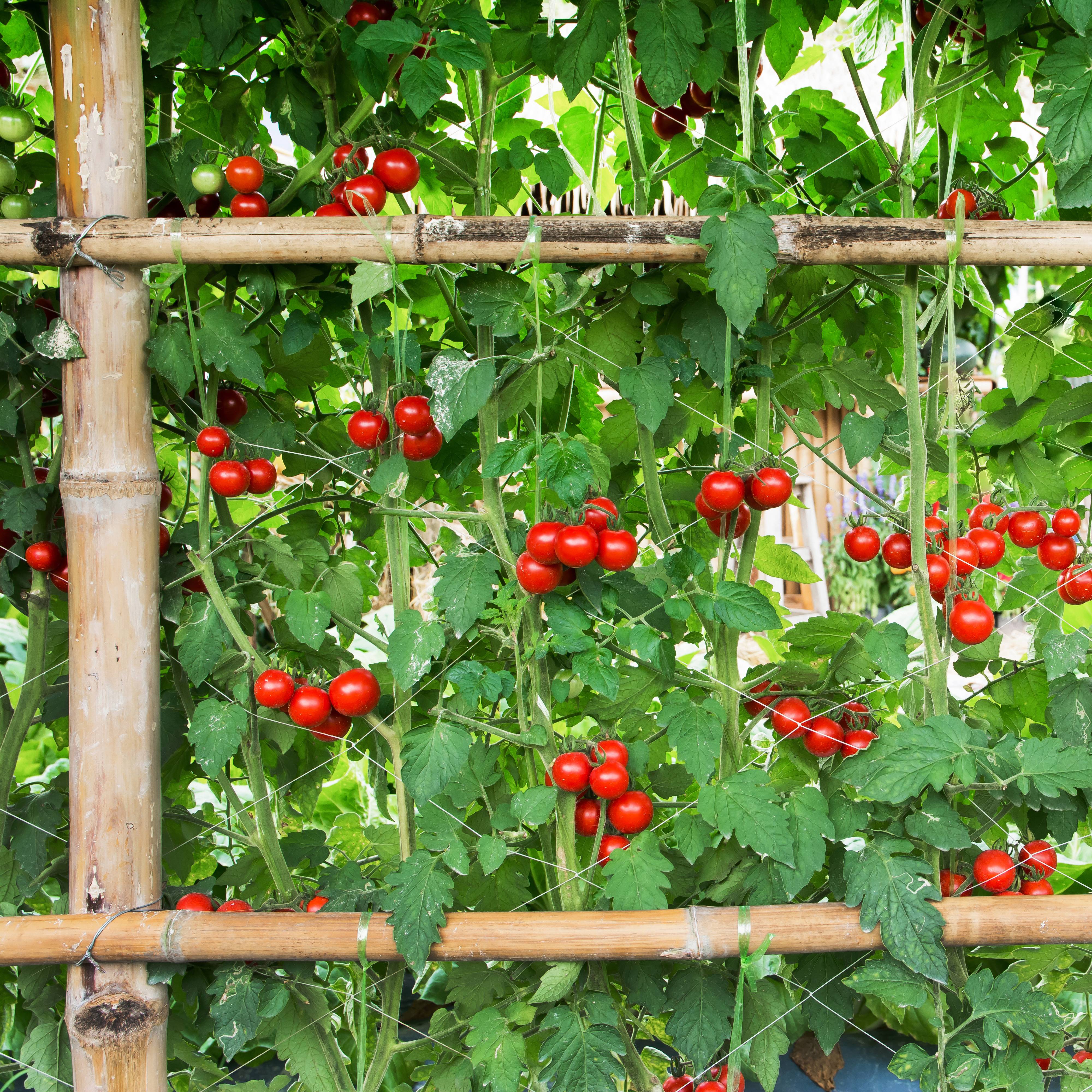 Cherry tomatoes growing on a bamboo trellis