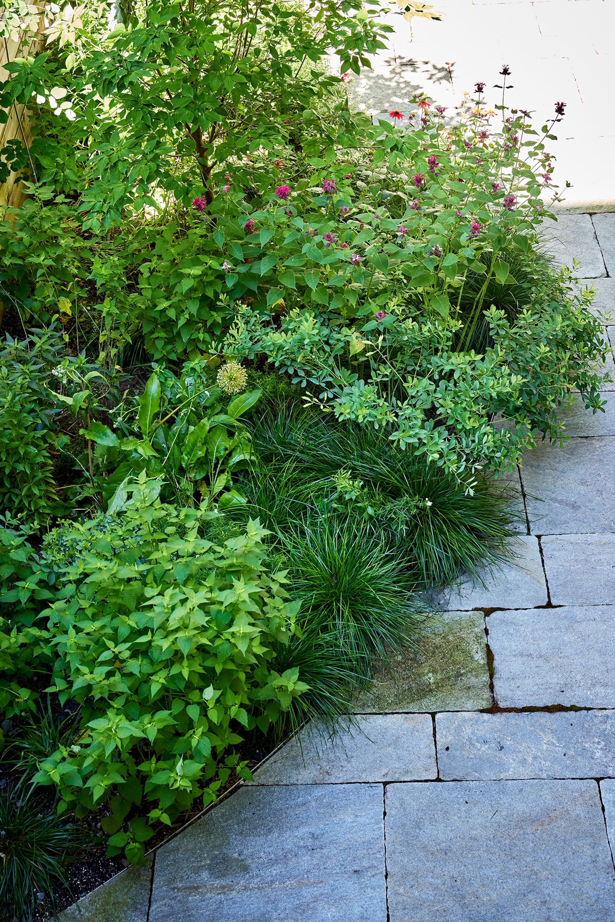 Barbara Bush Brooklyn Backyard