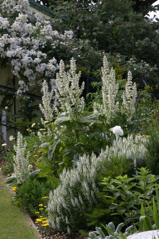 Flowers in the white and yellow themed garden border