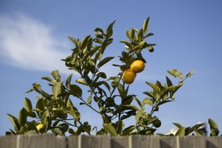 lemon tree growing behind a fence