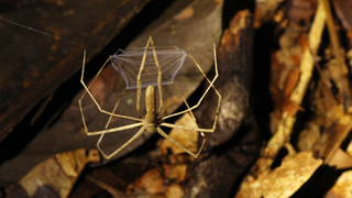 an ogre-faced spider hanging upside down from its web with a tiny net held between its four front legs
