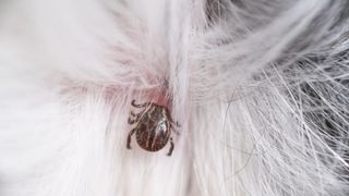 Flea on a dog's fur and skin