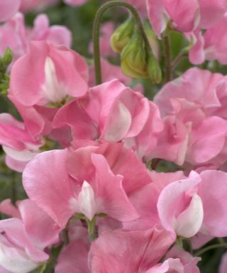 Lathyrus Mammoth Rose Pink